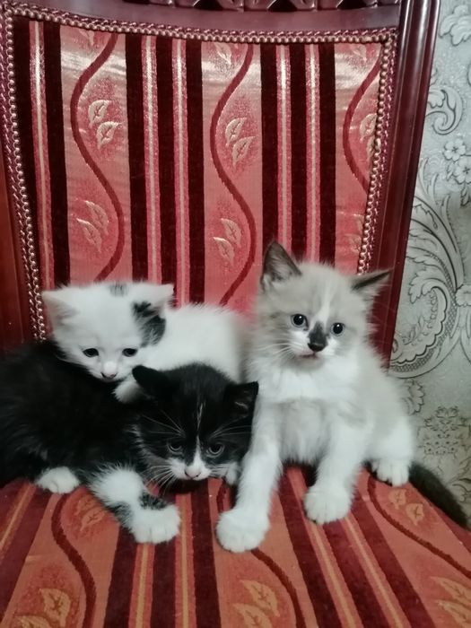 Мысықтар кішкентай