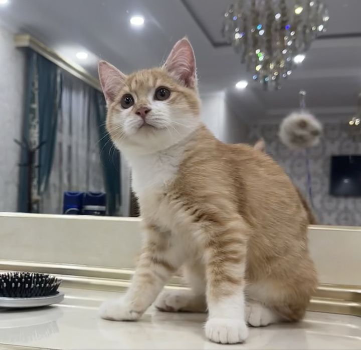 Милые пушистые котята