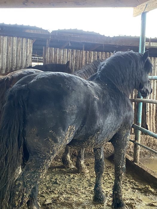 Бордакы жылкылар  согым