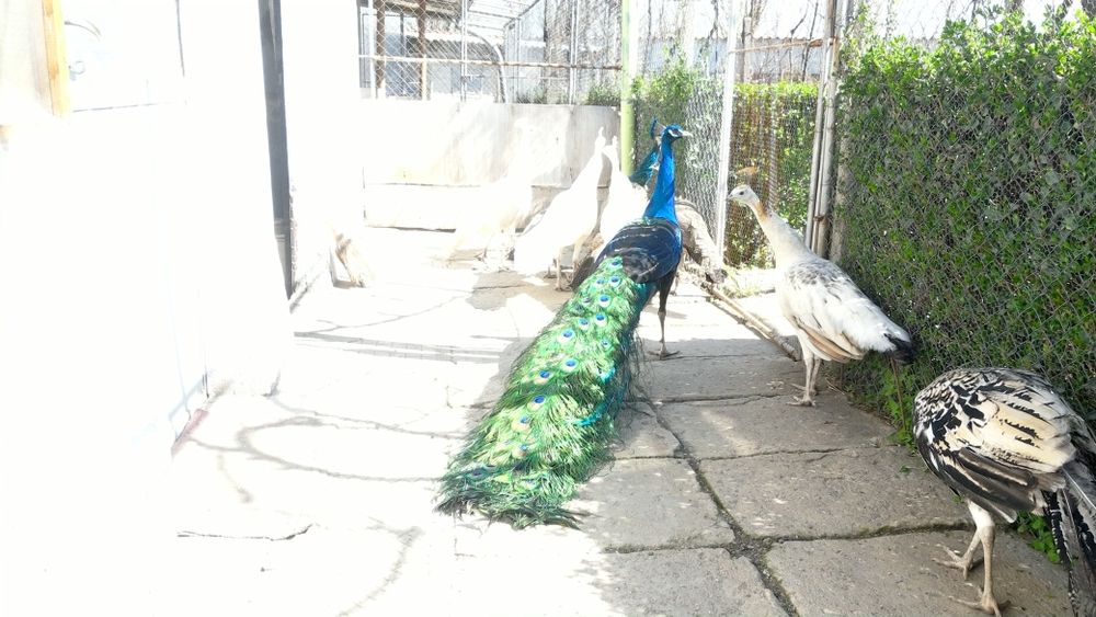 Чернокрил паун на 5 години