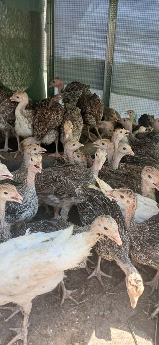 Курка  жужалар сотилади