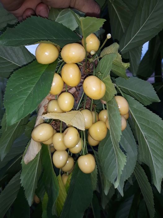 ГИЛОС Kuchatlari sotiladi 14 xil sorti bor xosilga kirgan polikarlik