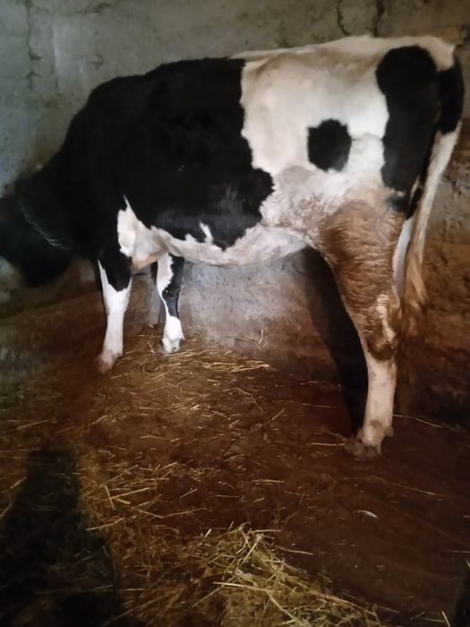 Корова      голштин