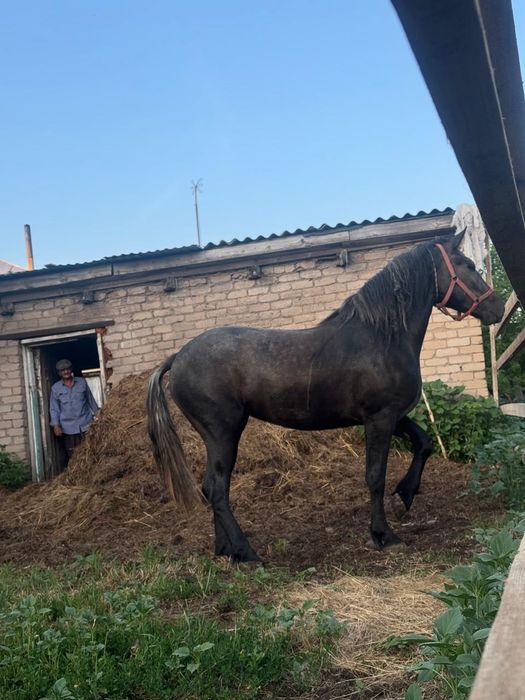 Продам жеребушку 3 лет порода Орловка