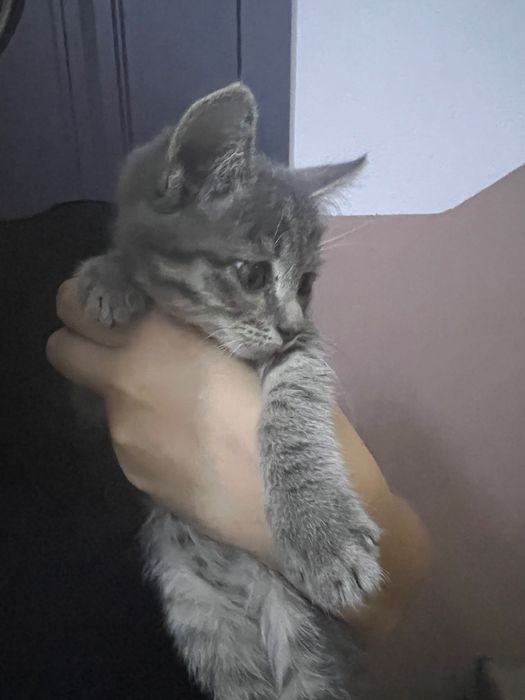 Котенок серенький 1 месяц