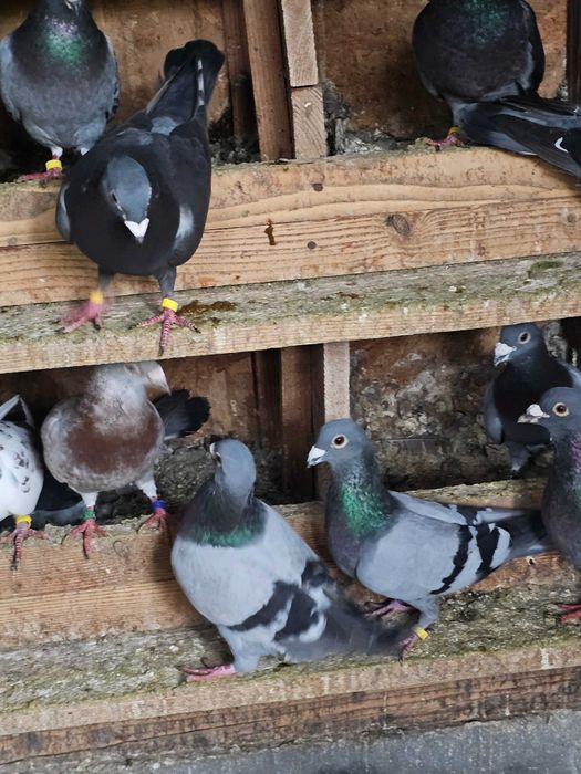 Porumbei voiajori de vânzare