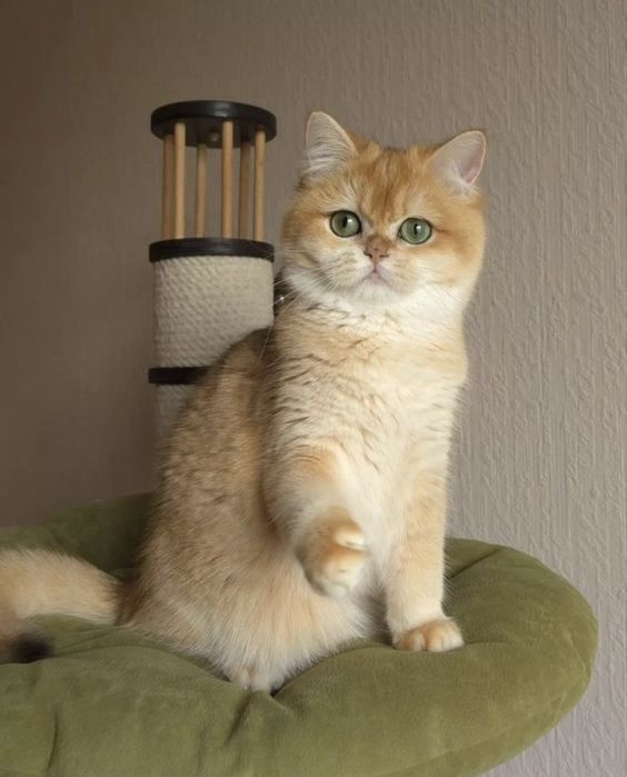 ВЯЗКА. Золотистая шиншилла, кот для вязки