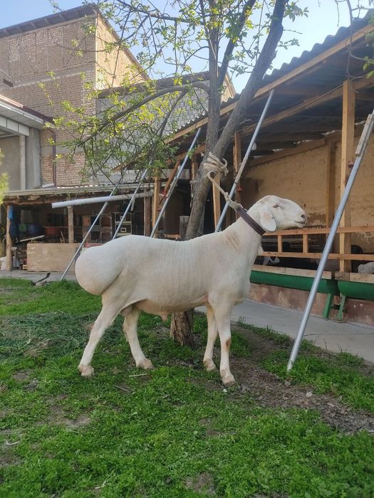 Qoʻy qoʻchqor bor Qurbonlikka