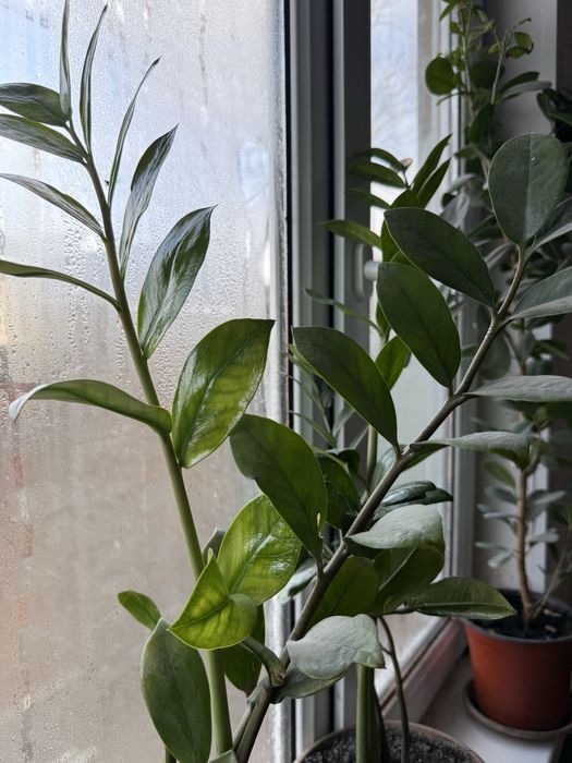 «долларовое дерево»