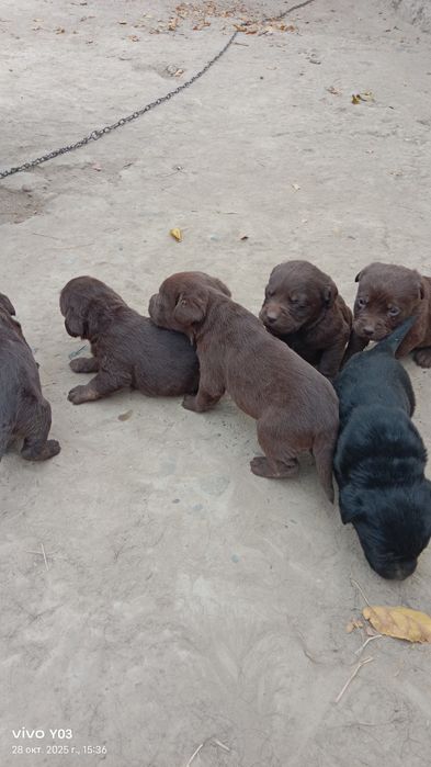 Лабрадор-ретривер