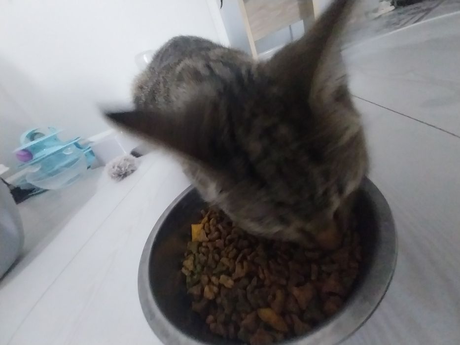 Кошку отдам хорошие руки