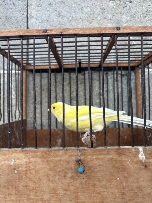 Продавам млади канари - канарчета