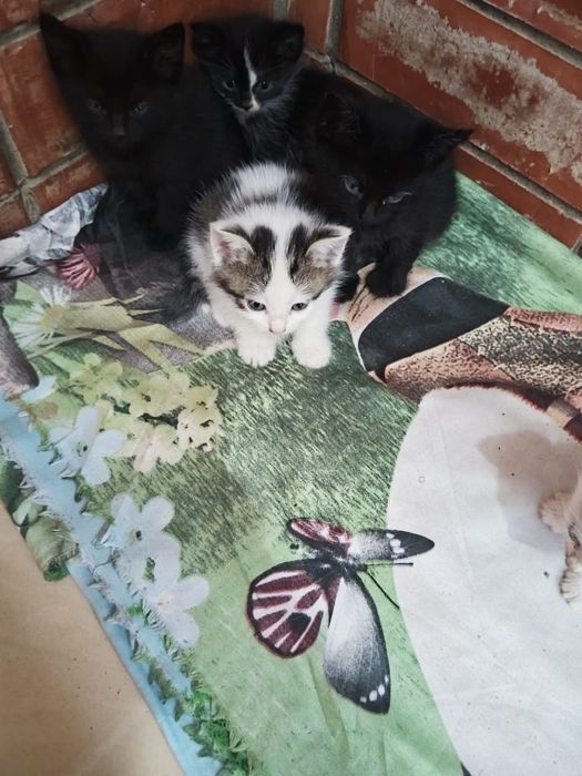 Месячные котята. Даром