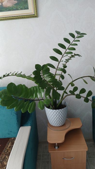Комнатное растение. Замиакулькас