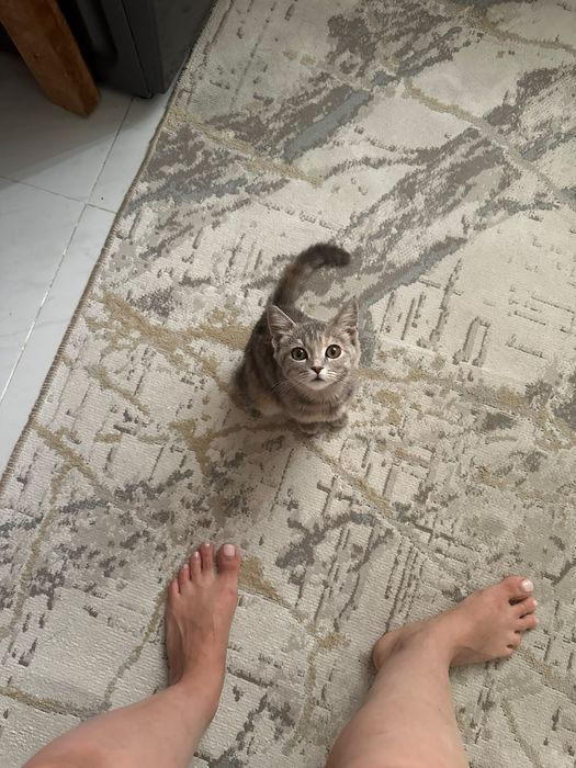 Кошечка в поисках дома