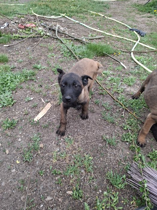 Бельгийски овчарка малинуа