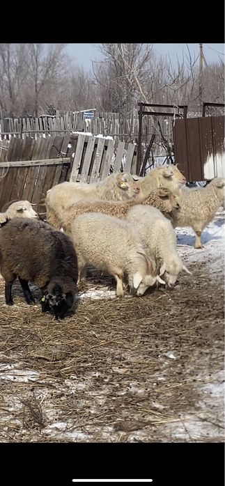 Продаются козы ешки сатылады козел теке