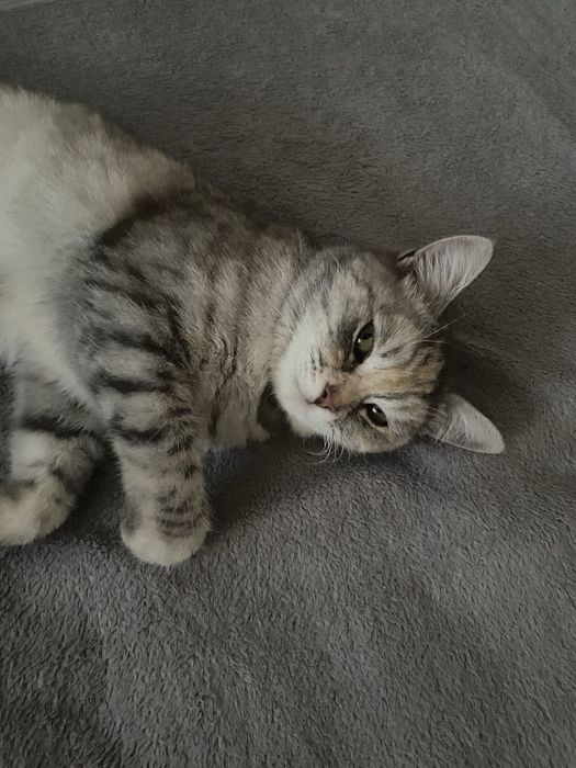 Срочно отдам кошку в добрые руки!!!