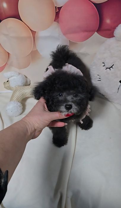 Сребърен женски пудел той с родословие 5 поколения назад