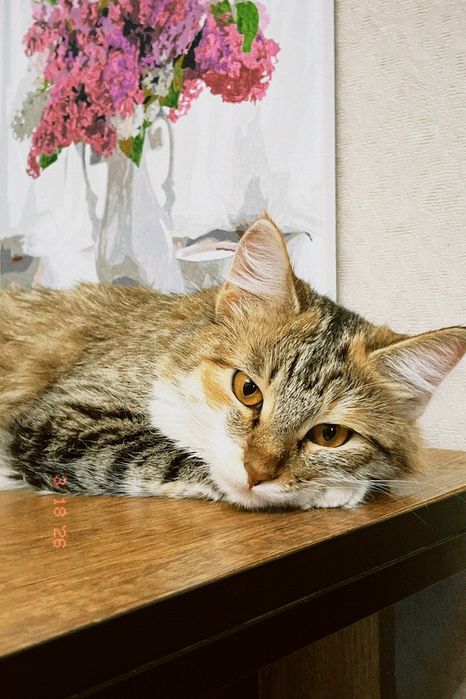 Продажа кошки с вещами