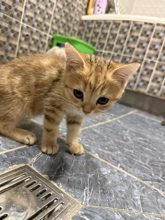 Seribristiy shinshila bilan zalatoy shinshila bolalari