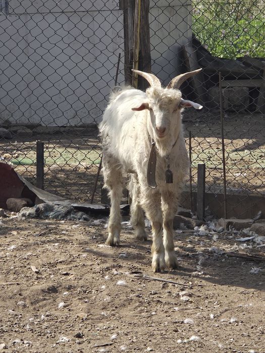 Capre de vanzare