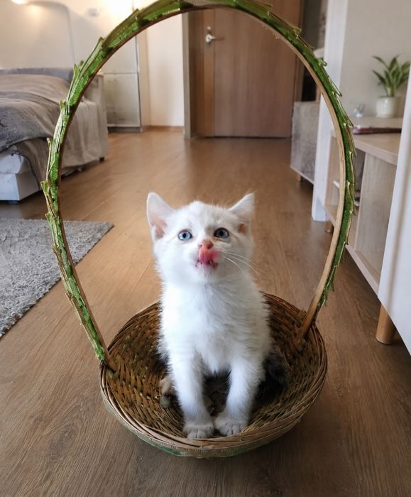 Котенок в хорошие руки