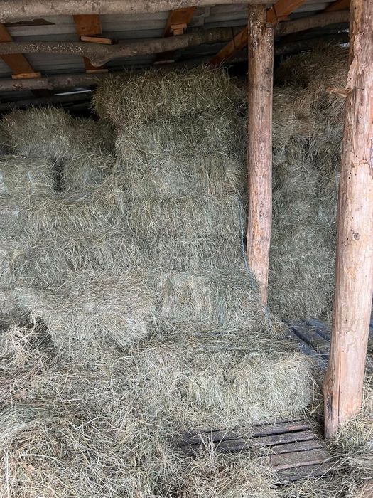 De vanzare baloti de fan si lucerna cantitati  mari si mici!