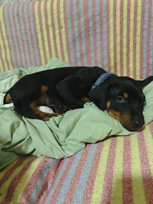 Продам добермана месячный