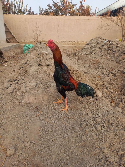 Xoʻroz sotiladi yoshiga to'lgan