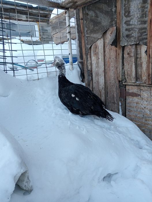 Индоселезень молодой