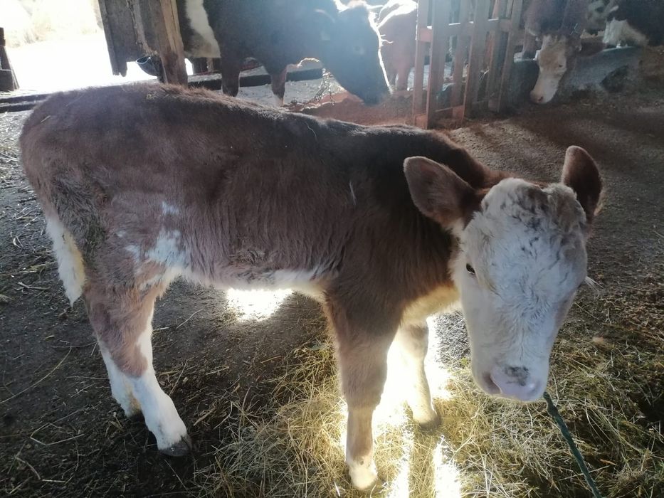 Vând 2 tăurași și 2 vițele