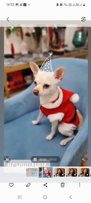 Чихуахуа ищет невесту бесплатно.