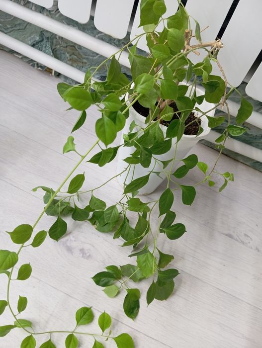 Бугенвиллия взрослое растение