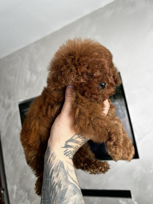 Пудел той Pudlle toy