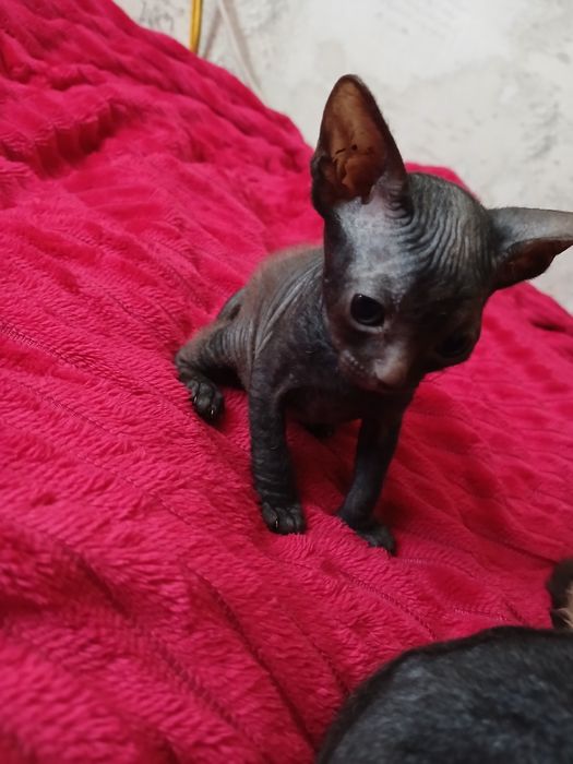 Продам котят сфинкс.  Браш.