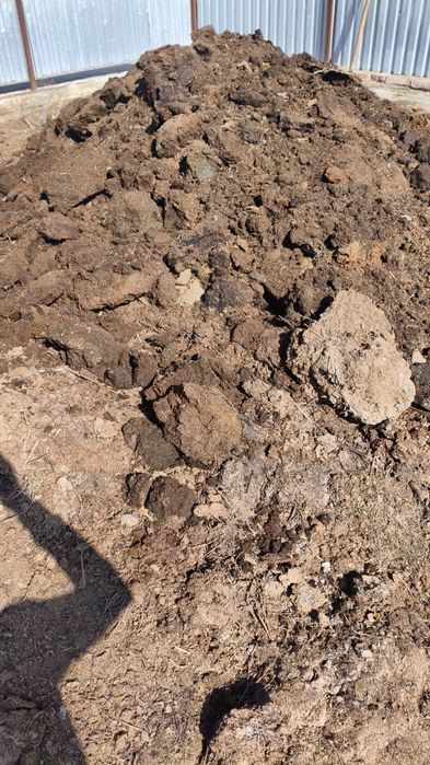 Одам навоза Коровий