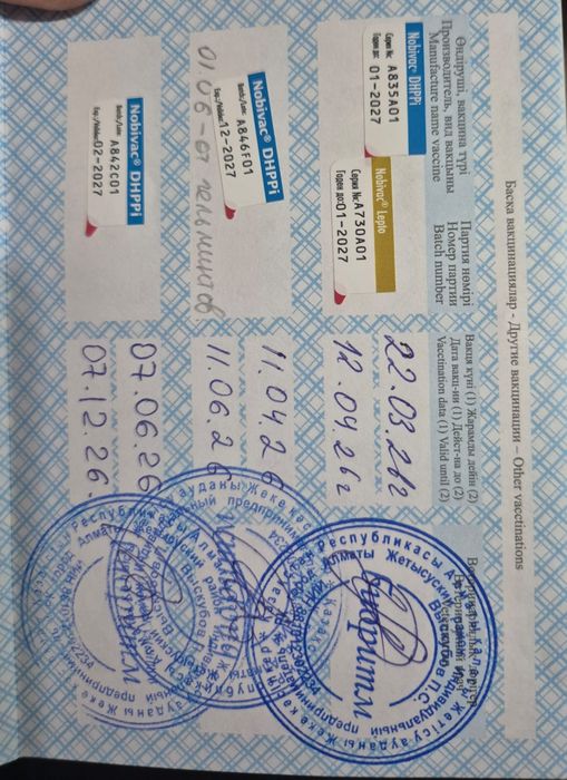 Пудель карликовый