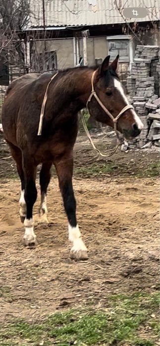 Араб айғыр сатылады. Бағасын келісеміз