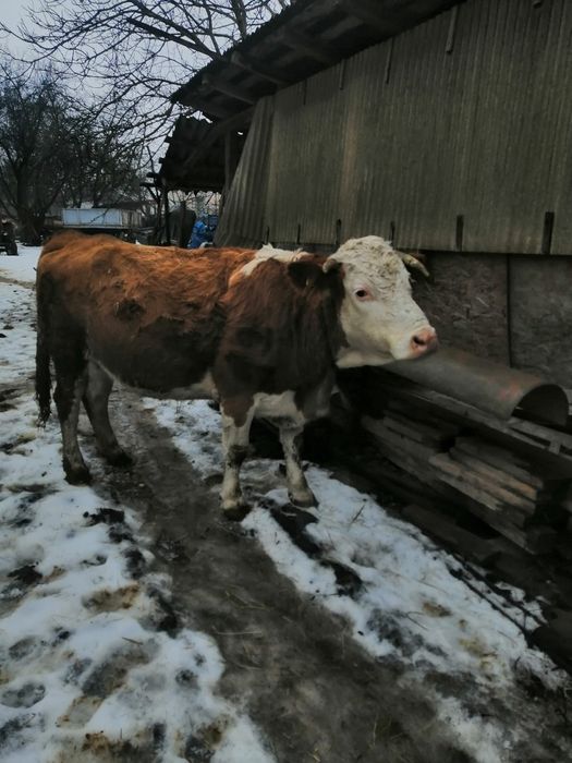 Vând vacă gestantă