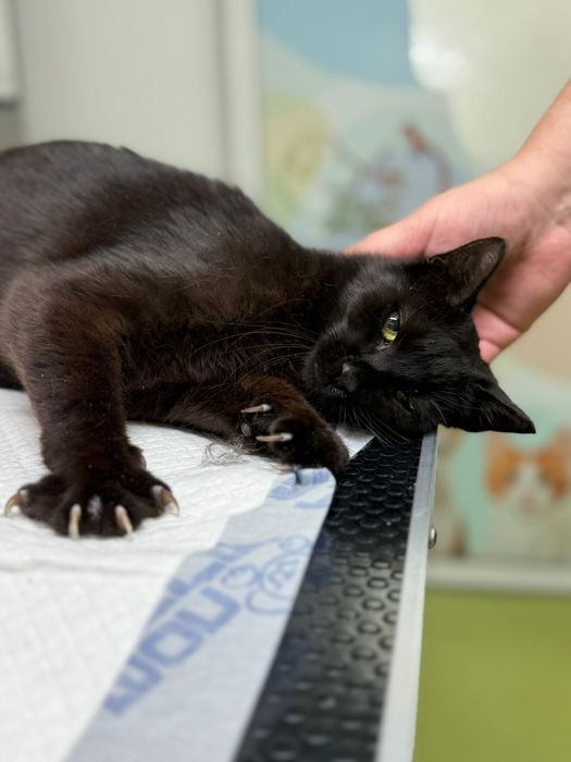 Pisica neagră iubitoare Adopție București