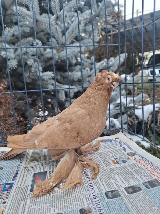 Продам жёлтого самца