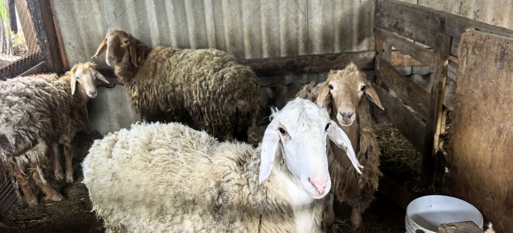 Семіз тоқты қойлар