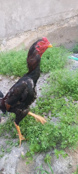 Dakan xoroz. Zotli narsa