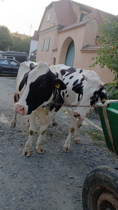 Vand vaci holstein