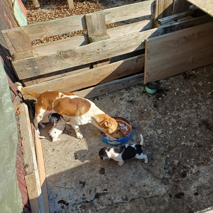Catei jack russel