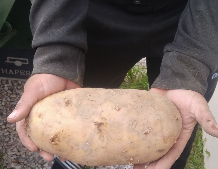 зеленчуци и плодове