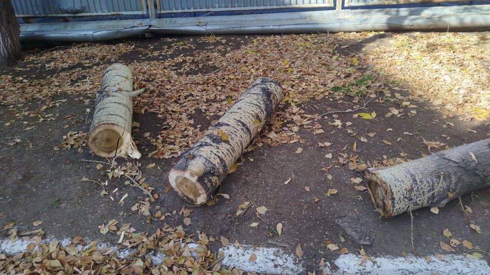Тегін отын ағашы Дрова бесплатно