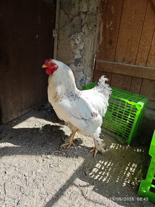 Продам петуха молодого