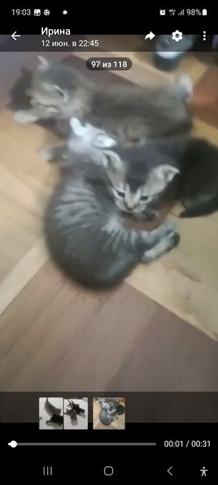 Котята в добрые руки
